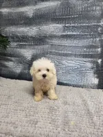 Abby, a female Maltese for sale in Montgomery, IN – 4 of 4