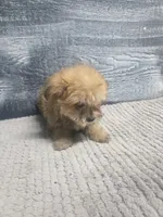 Zoey, a female Morkie for sale in Montgomery, IN – 8 of 9