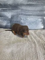 Max, a male Dachshund for sale in Montgomery, IN – 8 of 8