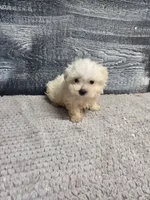 Anna, a female Maltese for sale in Montgomery, IN – 3 of 4