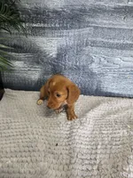 Zack, a male Miniature Dachshund for sale in Montgomery, IN – 4 of 5