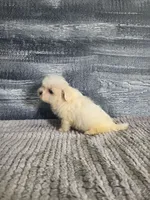 Bob, a male Maltese for sale in Montgomery, IN – 5 of 8