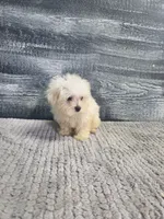 Anna, a female Maltese for sale in Montgomery, IN – 2 of 10
