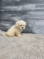 Anna, a female Maltese for sale in Montgomery, IN – 6 of 10