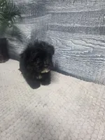 Tim, a male Morkie for sale in Montgomery, IN – 2 of 9