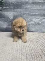 Zoey, a female Morkie for sale in Montgomery, IN – 6 of 9