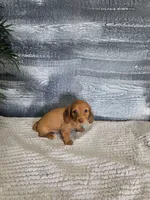 Chloe, a female Miniature Dachshund for sale in Montgomery, IN – 2 of 4