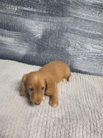 Zack, a male Miniature Dachshund for sale in Montgomery, IN – 2 of 9
