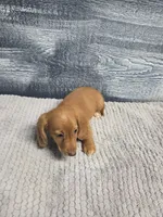 Zack, a male Miniature Dachshund for sale in Montgomery, IN – 3 of 9