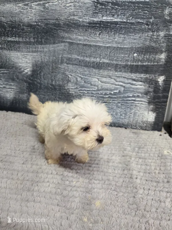 Anna – Maltese puppy for sale in Montgomery, IN