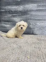 Anna, a female Maltese for sale in Montgomery, IN – 9 of 10