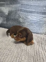Max, a male Dachshund for sale in Montgomery, IN – 4 of 8