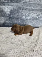 Lucy, a female Dachshund for sale in Montgomery, IN – 2 of 6