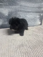 Tim, a male Morkie for sale in Montgomery, IN – 9 of 9