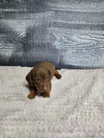 Lucy, a female Dachshund for sale in Montgomery, IN – 3 of 6
