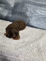 Toby, a male Dachshund for sale in Montgomery, IN – 7 of 7