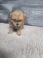 Zoey, a female Morkie for sale in Montgomery, IN – 9 of 9