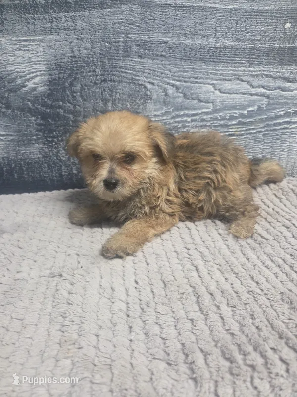 Zoey – Morkie puppy for sale in Montgomery, IN