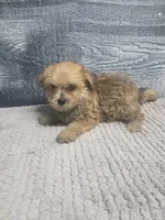 Zoey, a female Morkie for sale in Montgomery, IN – 1 of 9