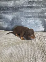 Max, a male Dachshund for sale in Montgomery, IN – 6 of 8