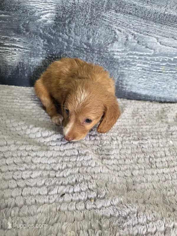Kara – Miniature Dachshund puppy for sale in Montgomery, IN