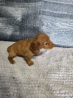 Chloe, a female Miniature Dachshund for sale in Montgomery, IN – 4 of 4