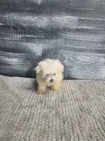 Abby, a female Maltese for sale in Montgomery, IN – 3 of 10