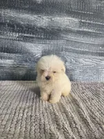 Bob, a male Maltese for sale in Montgomery, IN – 3 of 8