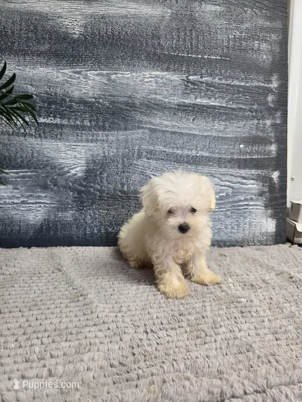 Abby – Maltese puppy for sale in Montgomery, IN