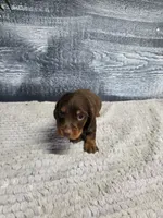 Toby, a male Dachshund for sale in Montgomery, IN – 5 of 7