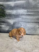 Kara, a female Miniature Dachshund for sale in Montgomery, IN – 5 of 8