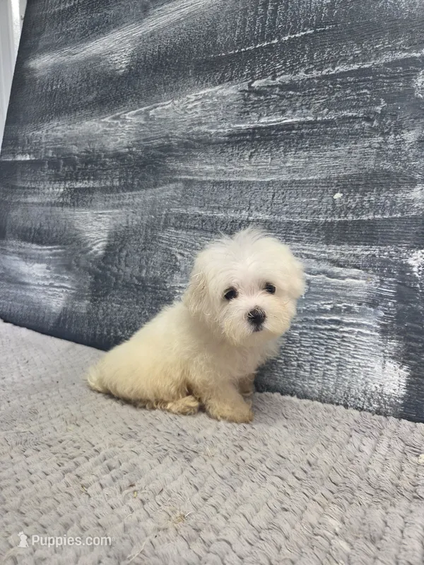 Abby – Maltese puppy for sale in Montgomery, IN
