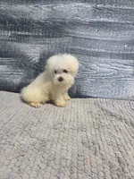 Abby, a female Maltese for sale in Montgomery, IN – 7 of 10