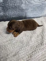 Toby, a male Dachshund for sale in Montgomery, IN – 2 of 7