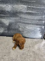 Zack, a male Miniature Dachshund for sale in Montgomery, IN – 2 of 5