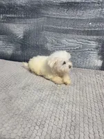 Abby, a female Maltese for sale in Montgomery, IN – 9 of 10