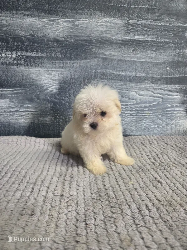 Lori – Maltese puppy for sale in Montgomery, IN