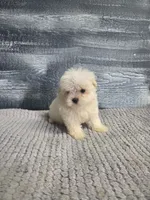 Lori, a female Maltese for sale in Montgomery, IN – 1 of 8
