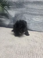 Tim, a male Morkie for sale in Montgomery, IN – 3 of 9