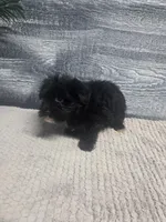 Tim, a male Morkie for sale in Montgomery, IN – 6 of 9