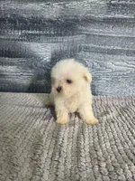 Bob, a male Maltese for sale in Montgomery, IN – 7 of 8