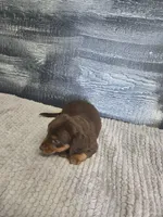 Max, a male Dachshund for sale in Montgomery, IN – 3 of 8