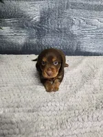 Max, a male Dachshund for sale in Montgomery, IN – 2 of 4
