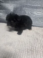 Tim, a male Morkie for sale in Montgomery, IN – 5 of 9