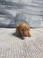 Zack, a male Miniature Dachshund for sale in Montgomery, IN – 7 of 9