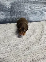 Toby, a male Dachshund for sale in Montgomery, IN – 4 of 7