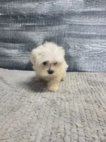 Anna, a female Maltese for sale in Montgomery, IN – 8 of 10