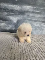 Lori, a female Maltese for sale in Montgomery, IN – 6 of 8