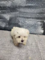Anna, a female Maltese for sale in Montgomery, IN – 2 of 4