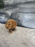 Kara, a female Miniature Dachshund for sale in Montgomery, IN – 3 of 8